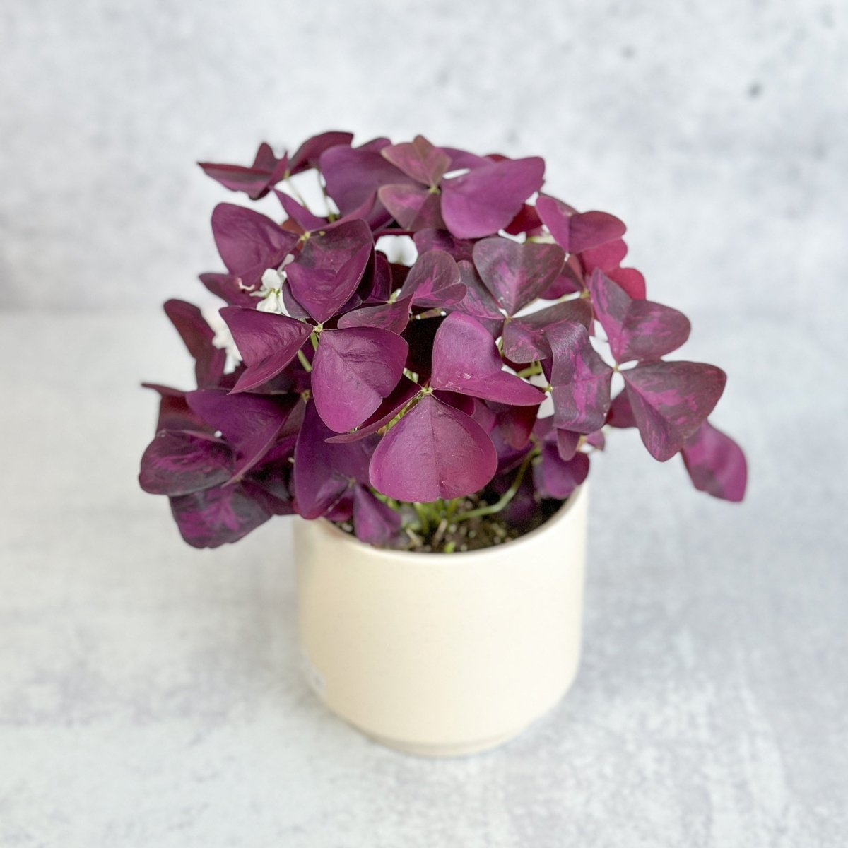  Purple Shamrock (Oxalis Triangularis)