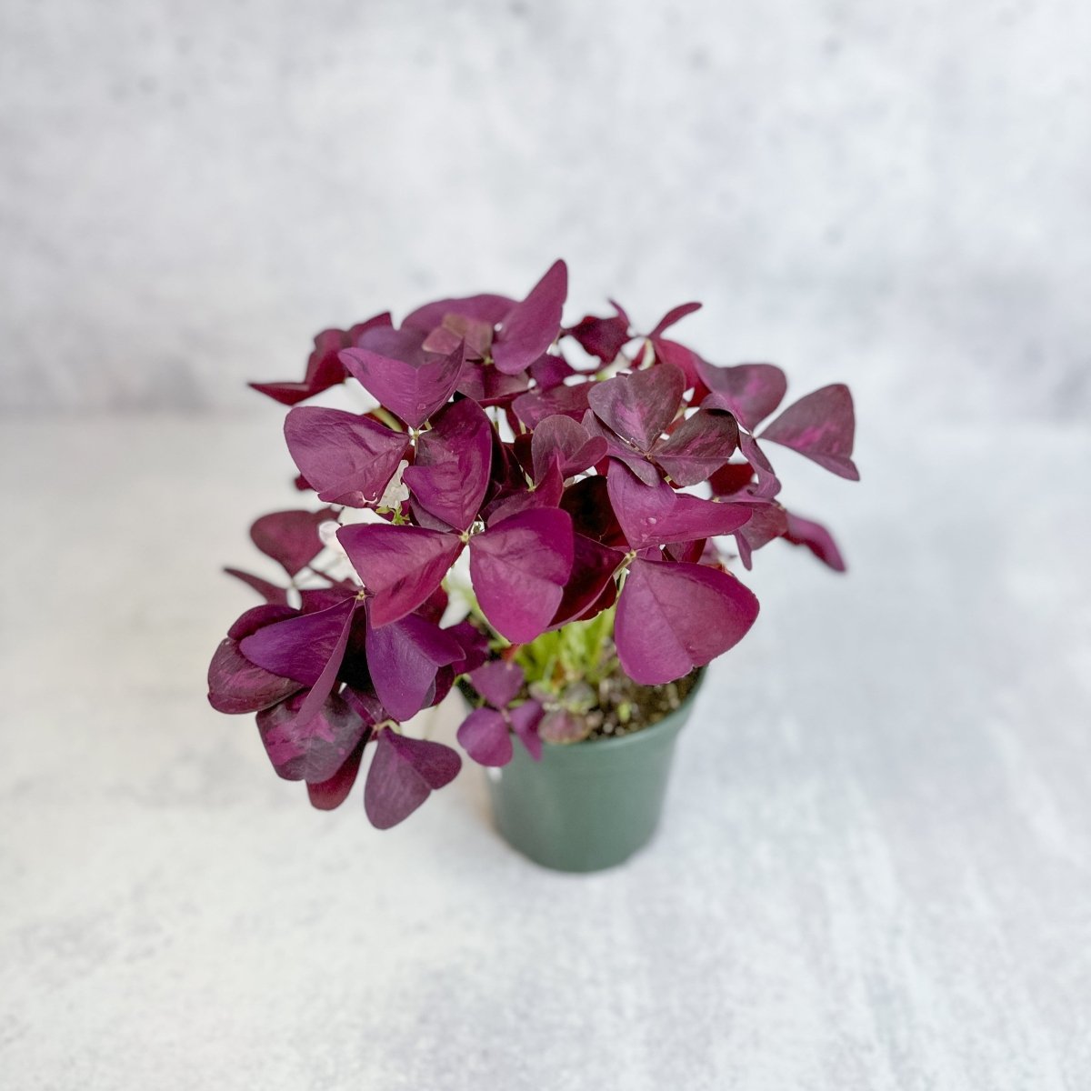  Purple Shamrock (Oxalis Triangularis)