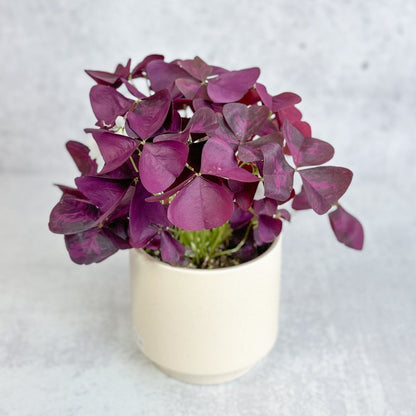  Purple Shamrock (Oxalis Triangularis)