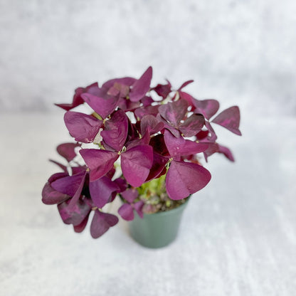  Purple Shamrock (Oxalis Triangularis)