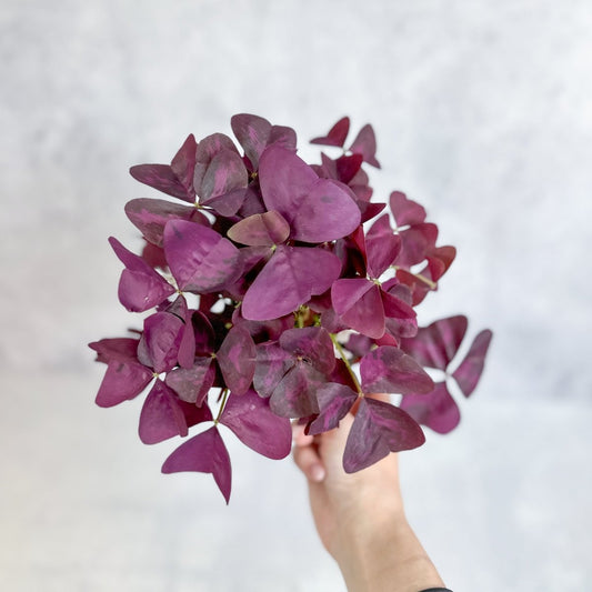  Purple Shamrock (Oxalis Triangularis)