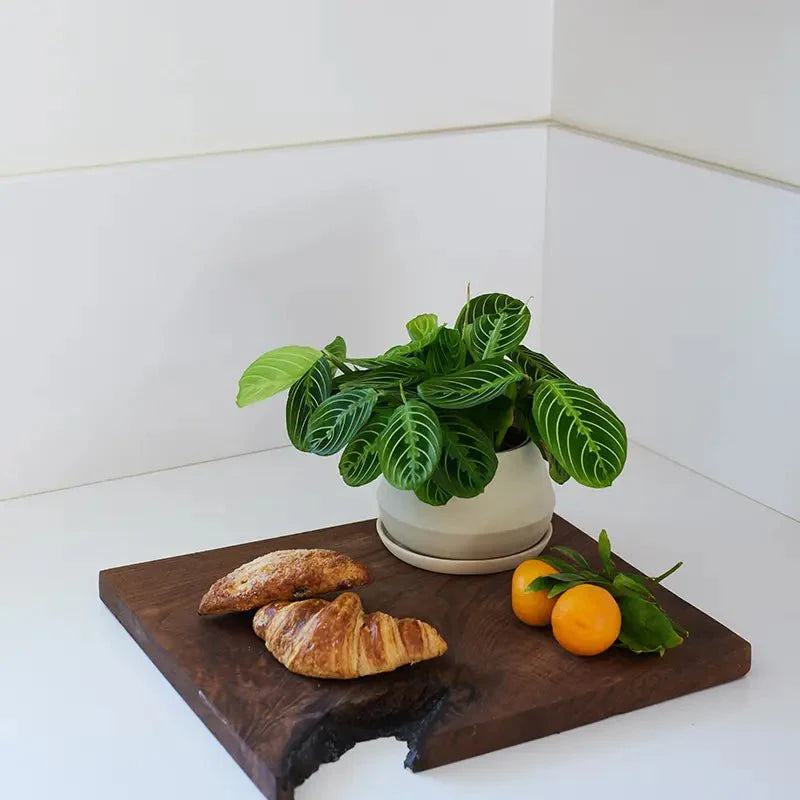  Handcrafted Rancho Planter – Artisan Ceramic By Angela Nicole Drew