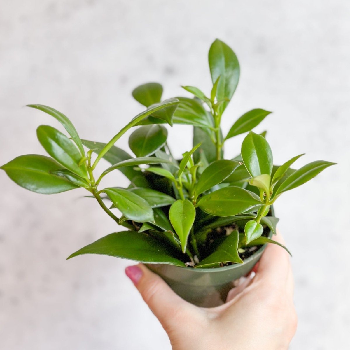  Rapunzel Lipstick Plant - Aeschynanthus Japhrolepsis - 4 Inch