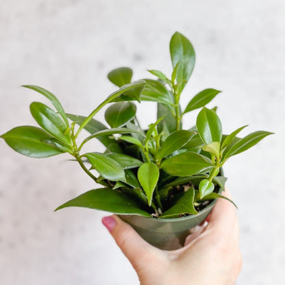  Rapunzel Lipstick Plant - Aeschynanthus Japhrolepsis - 4 Inch