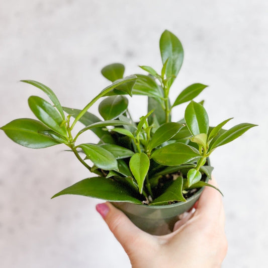  Rapunzel Lipstick Plant - Aeschynanthus Japhrolepsis - 4 Inch