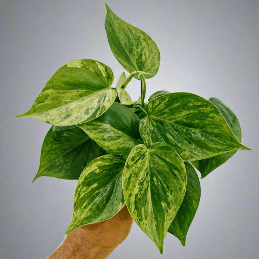  Philodendron Variegated Heartleaf – Rare Vining Houseplant