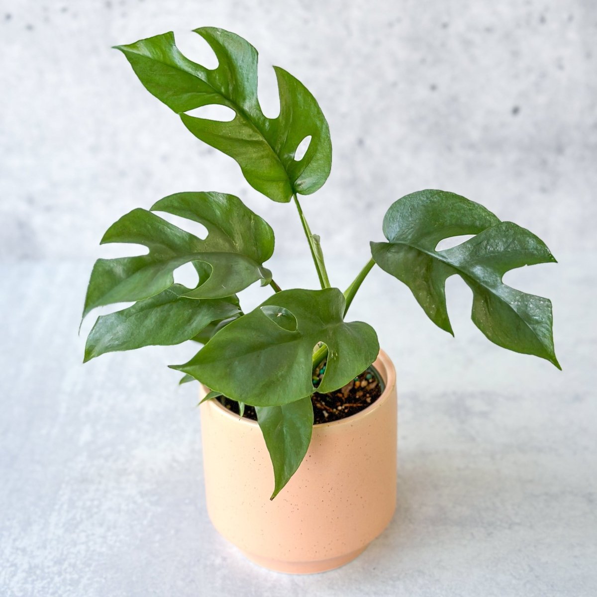  Rhaphidophora Tetrasperma - Mini Monstera