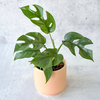  Rhaphidophora Tetrasperma - Mini Monstera