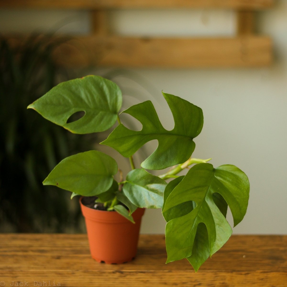  Rhaphidophora Tetrasperma - Mini Monstera