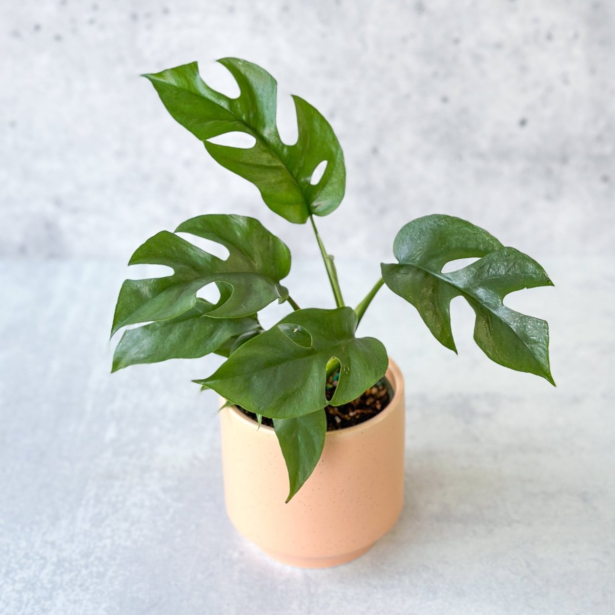  Rhaphidophora Tetrasperma - Mini Monstera