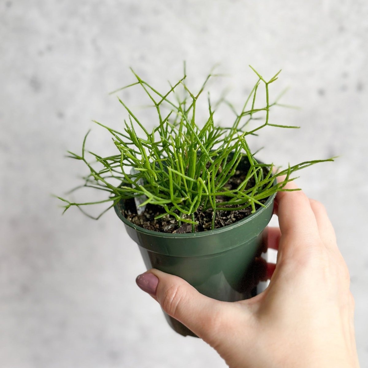  Rhipsalis Burchellii - Mistletoe Cactus - 3.5 Inch