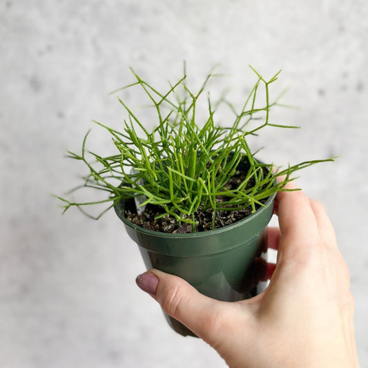  Rhipsalis Burchellii - Mistletoe Cactus - 3.5 Inch