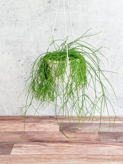  Rhipsalis Burchellii - Mistletoe Cactus Hanging Basket