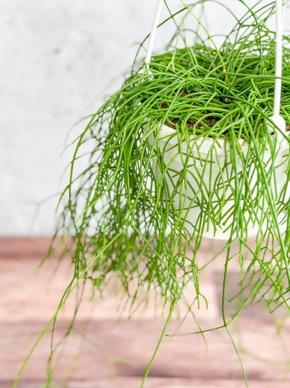  Rhipsalis Burchellii - Mistletoe Cactus Hanging Basket