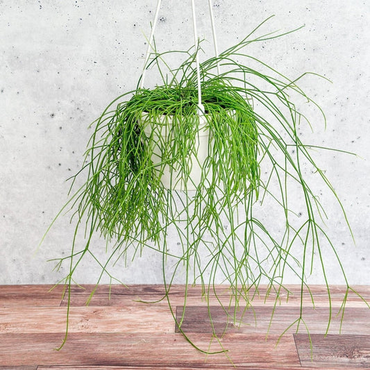  Rhipsalis Burchellii - Mistletoe Cactus Hanging Basket