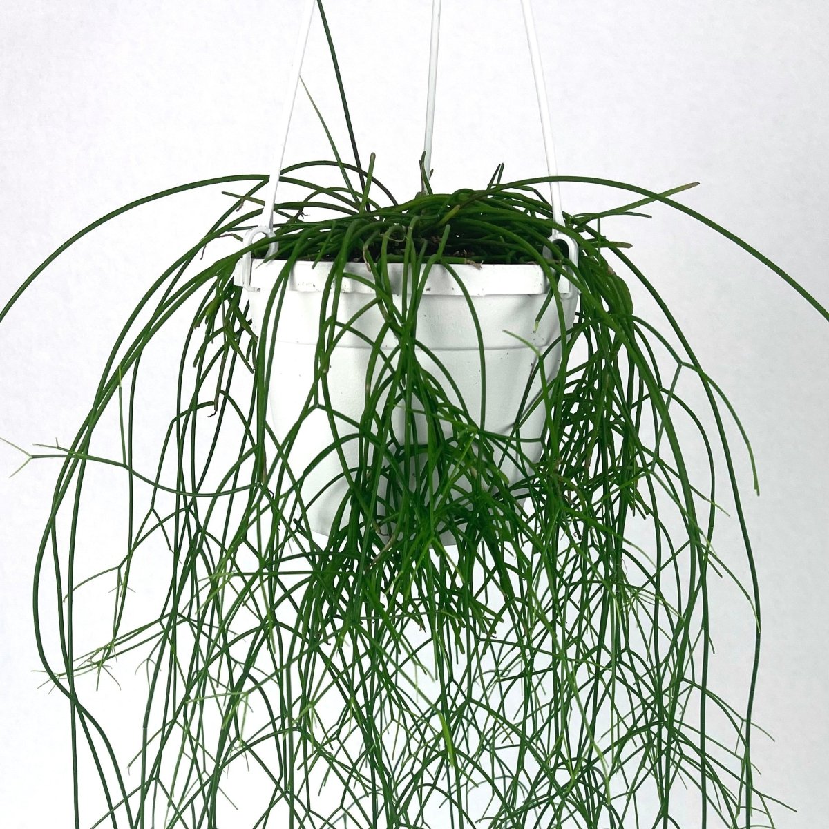  Rhipsalis Cashero - Mistletoe Cactus