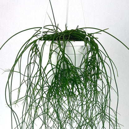  Rhipsalis Cashero - Mistletoe Cactus