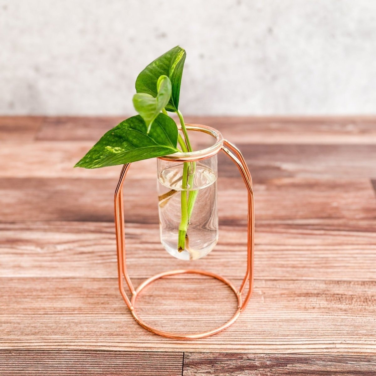  Rose Gold Propagation Station & Vase