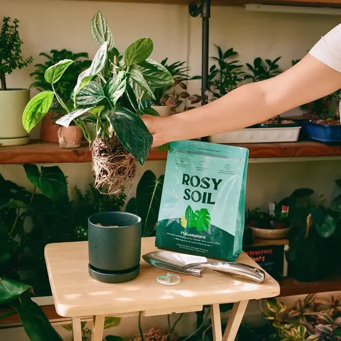  Rosy Soil Organic Indoor Potting Mix- Houseplant 8qt.