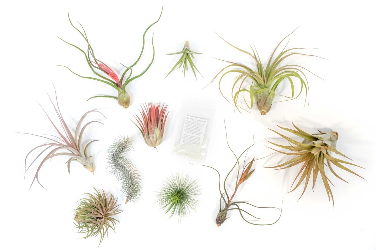 Premium Tillandsia Air Plant Grab Bag & Fertilizer Packet Bundle