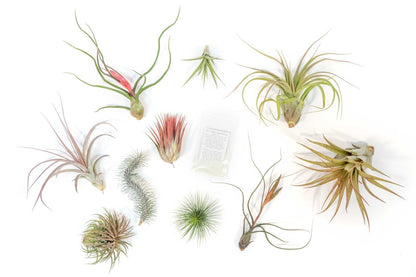  Premium Tillandsia Air Plant Grab Bag & Fertilizer Packet Bundle