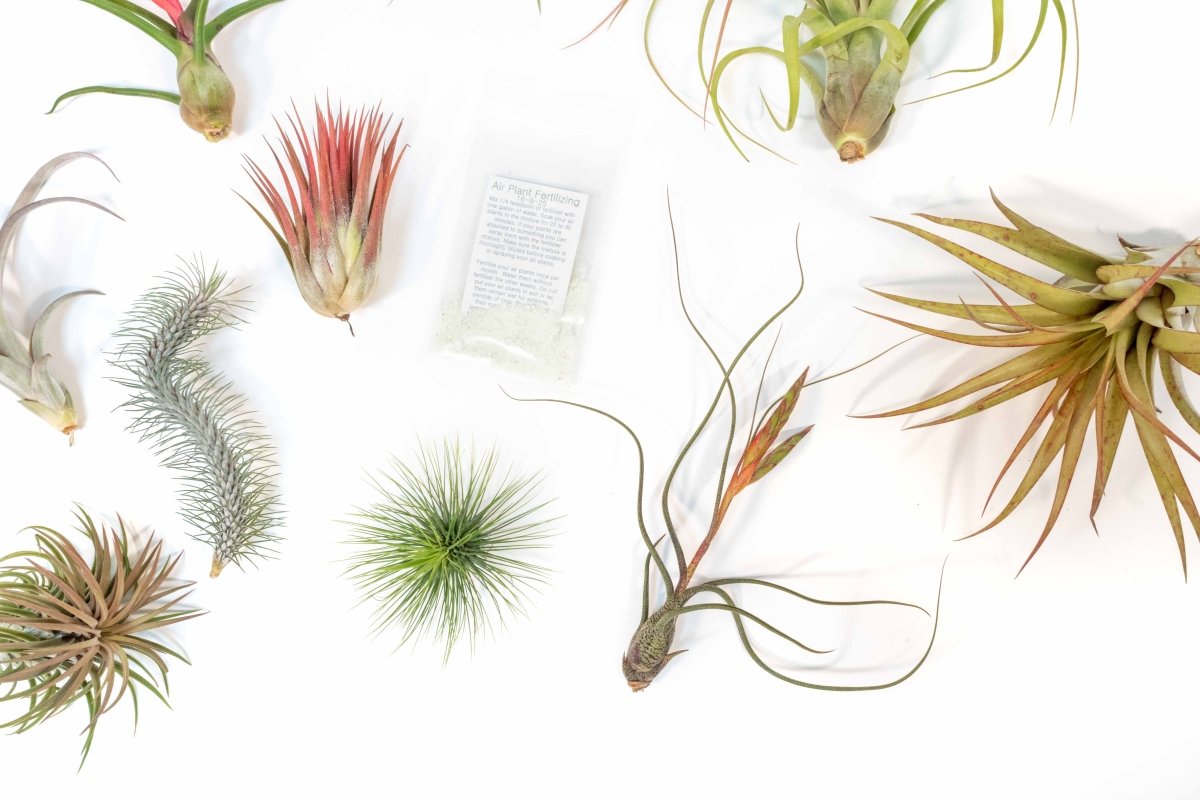  Premium Tillandsia Air Plant Grab Bag & Fertilizer Packet Bundle