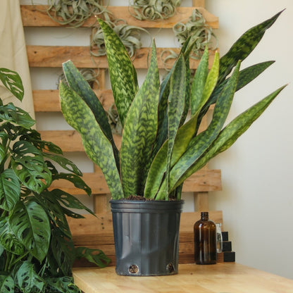  Sansevieria Jaboa - Jaboa Snake Plant - 10 Inch Floor Plant