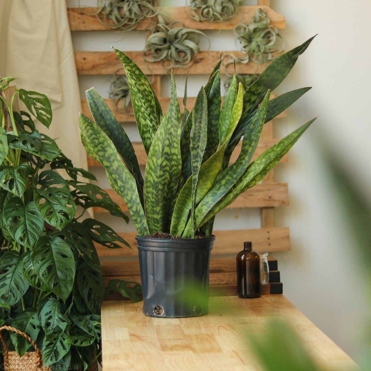  Sansevieria Jaboa - Jaboa Snake Plant - 10 Inch Floor Plant