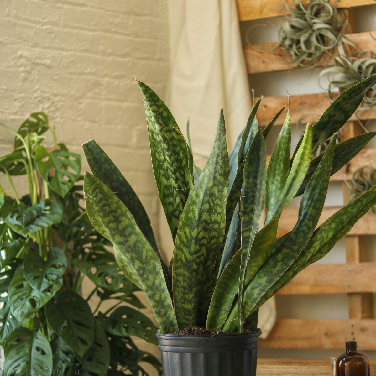  Sansevieria Jaboa - Jaboa Snake Plant - 10 Inch Floor Plant