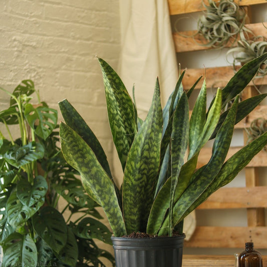  Sansevieria Jaboa - Jaboa Snake Plant - 10 Inch Floor Plant