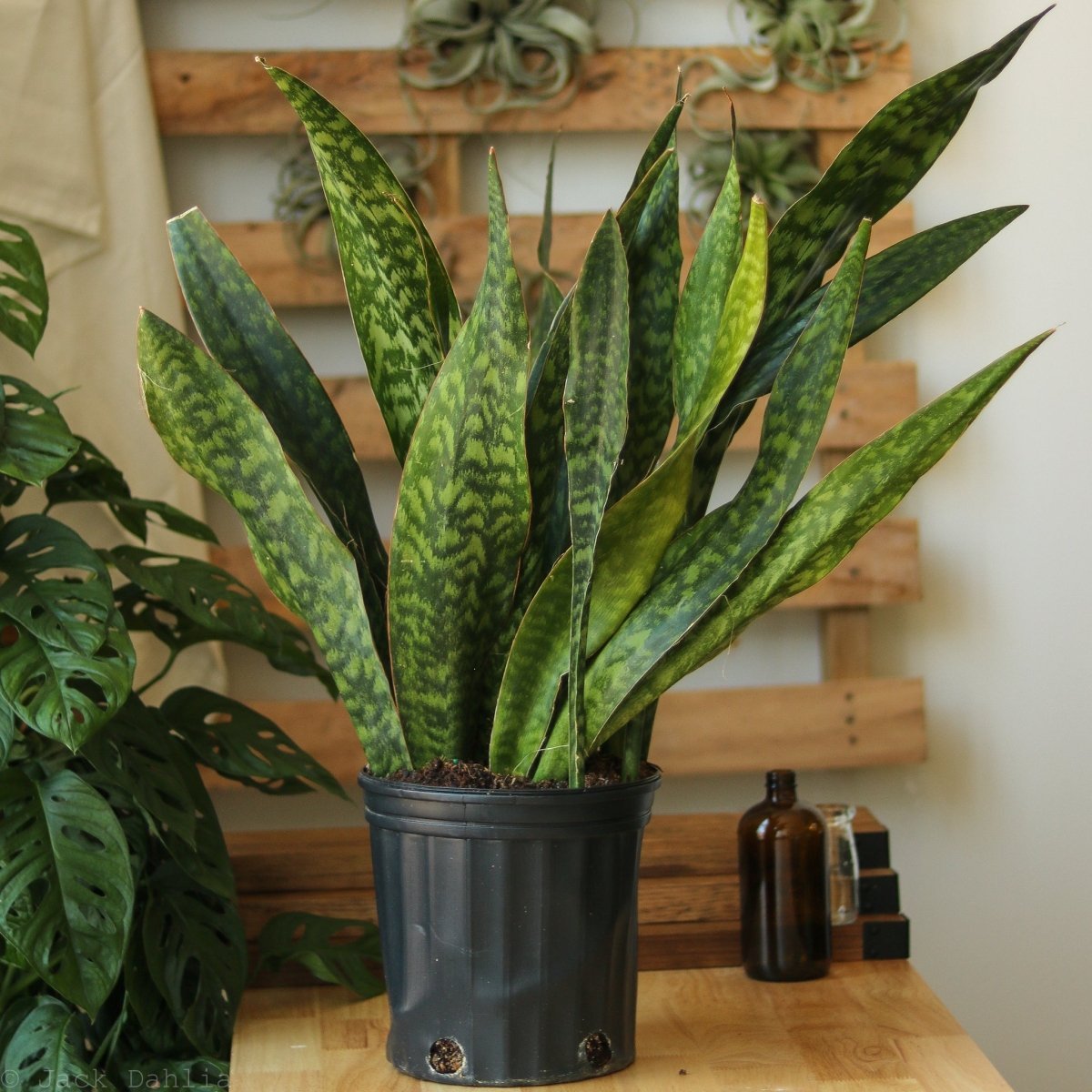  Sansevieria Jaboa - Jaboa Snake Plant - 10 Inch Floor Plant