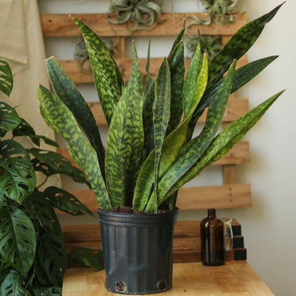  Sansevieria Jaboa - Jaboa Snake Plant - 10 Inch Floor Plant
