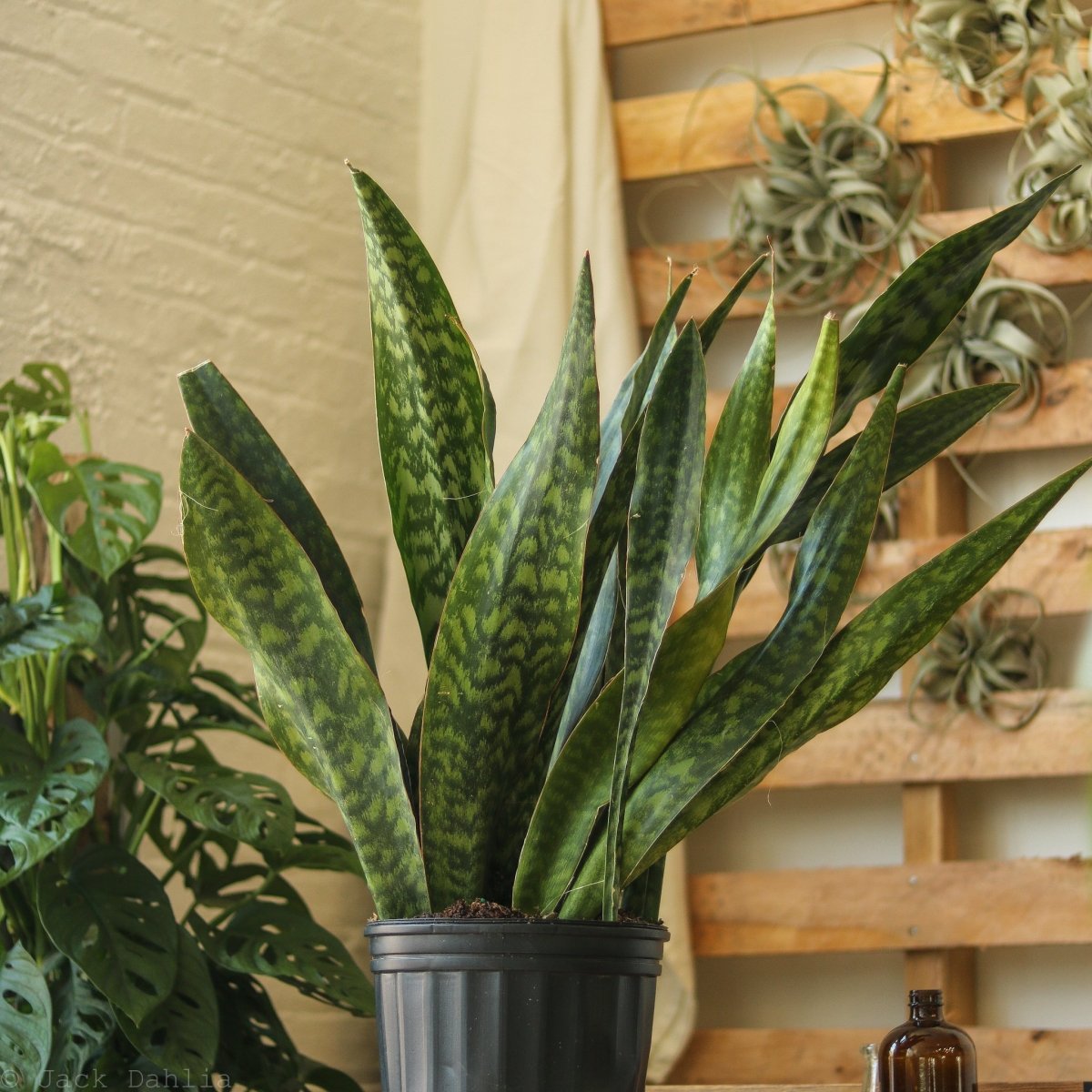 Sansevieria Jaboa - Jaboa Snake Plant - 10 Inch Floor Plant