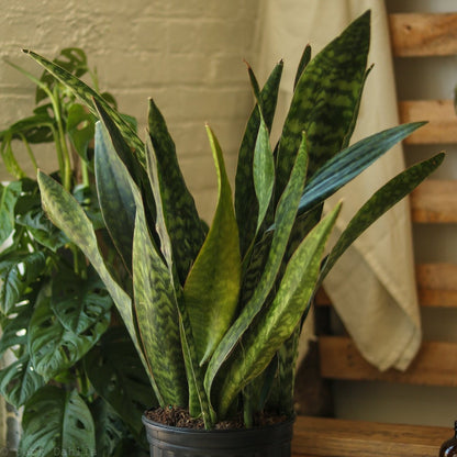  Sansevieria Jaboa - Jaboa Snake Plant - 10 Inch Floor Plant