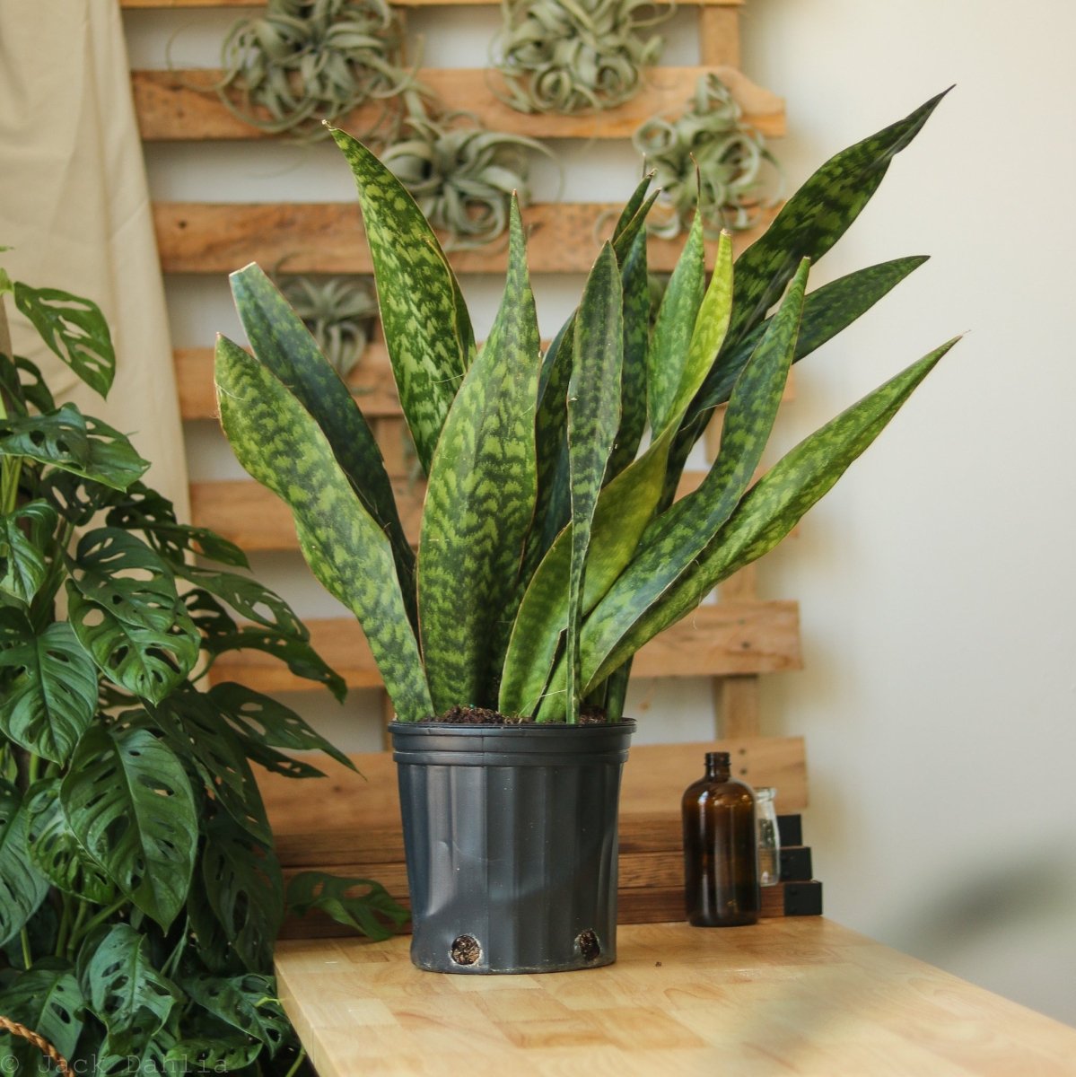  Sansevieria Jaboa - Jaboa Snake Plant - 10 Inch Floor Plant
