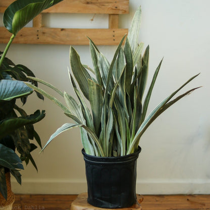  Sansevieria Sayuri 'Metallica' Floor Plant
