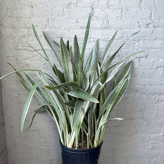  Sansevieria Sayuri 'Metallica' Floor Plant