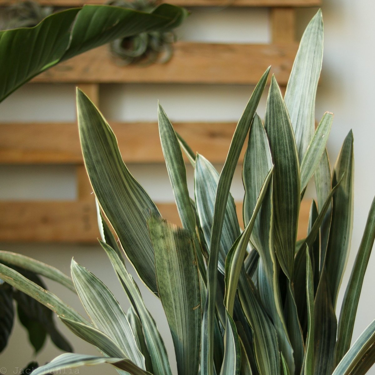  Sansevieria Sayuri 'Metallica' Floor Plant