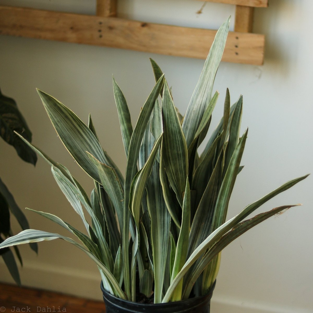  Sansevieria Sayuri 'Metallica' Floor Plant