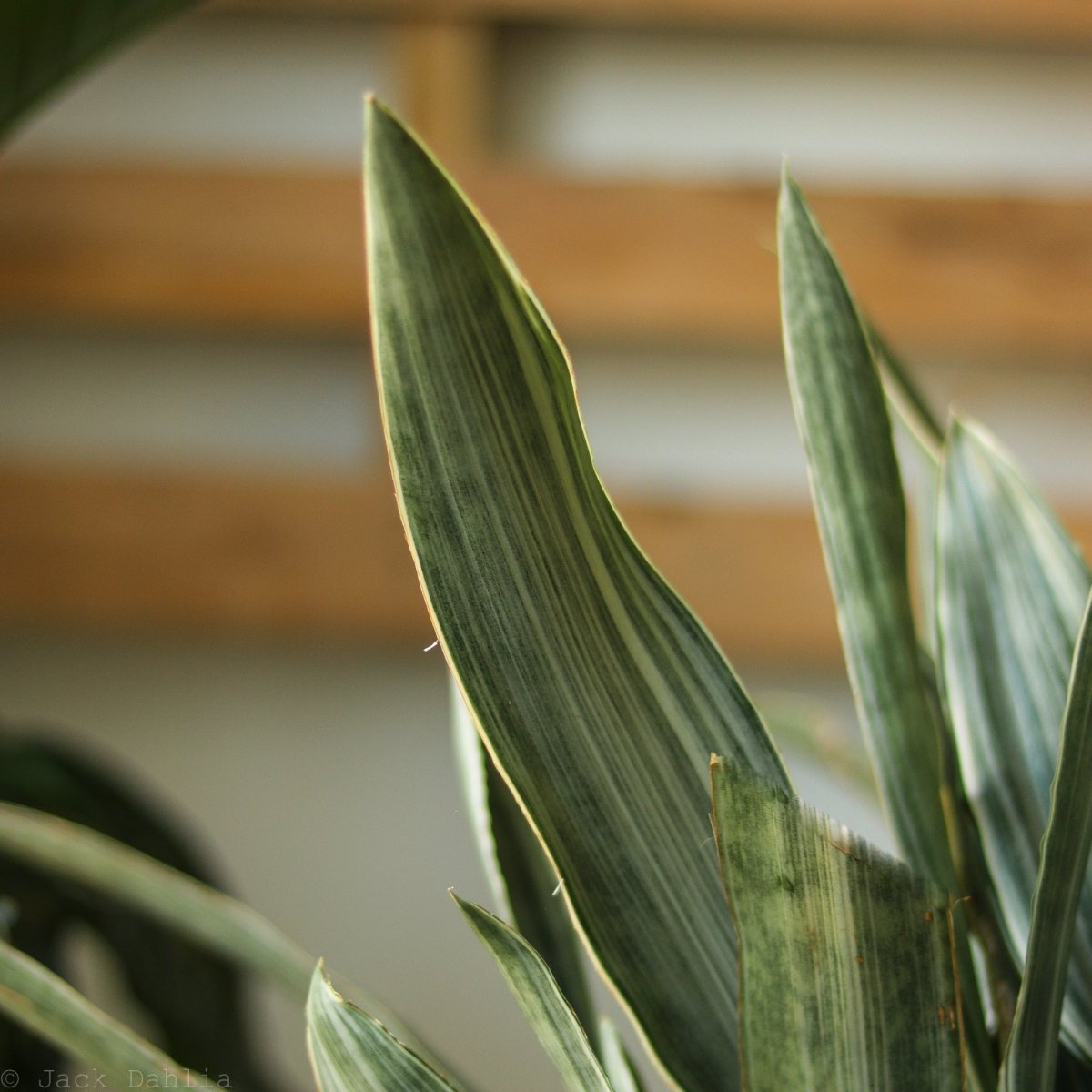  Sansevieria Sayuri 'Metallica' Floor Plant
