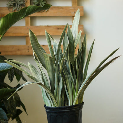  Sansevieria Sayuri 'Metallica' Floor Plant