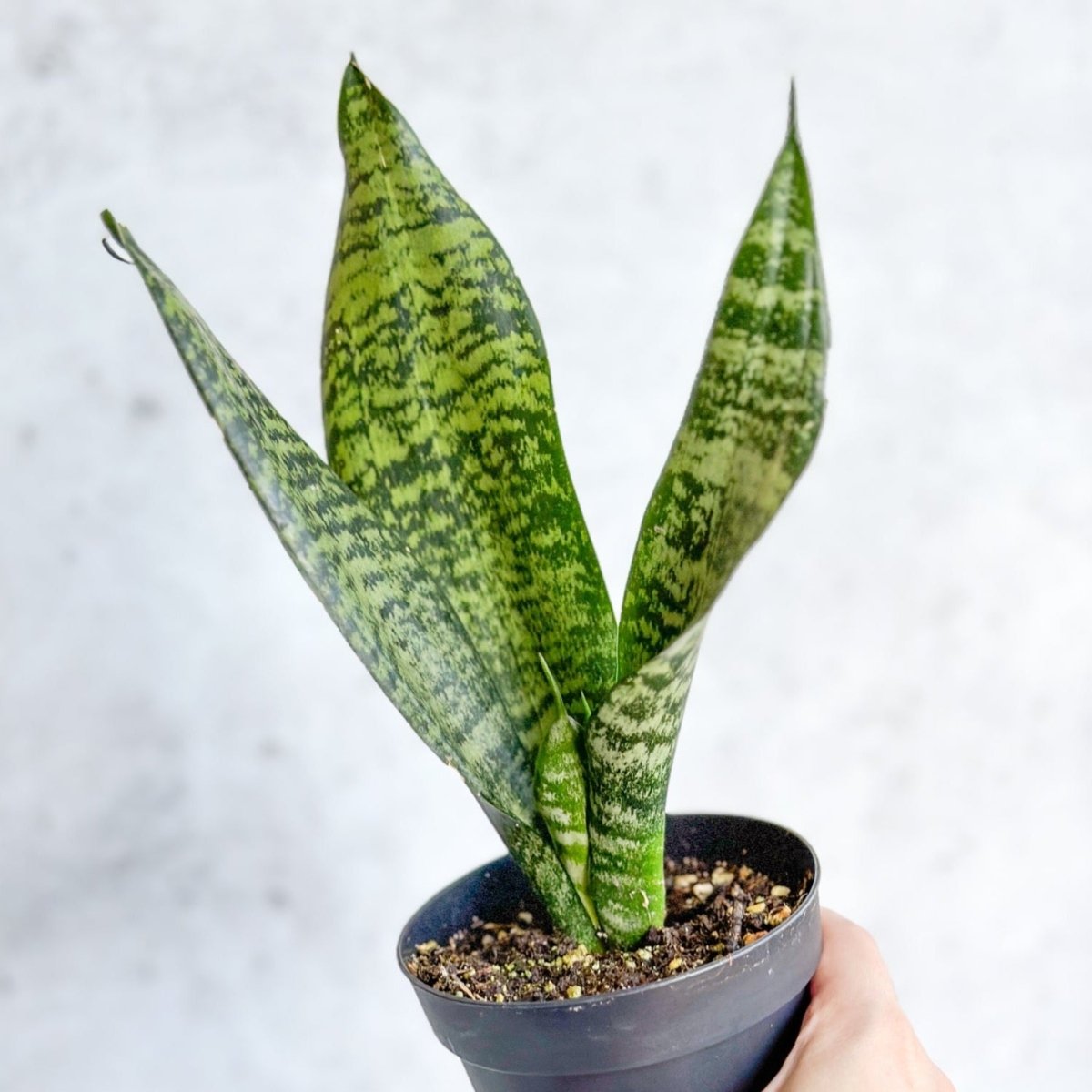  Sansevieria Trifasciata ‘Black Coral Snake Plant' - Various Sizes
