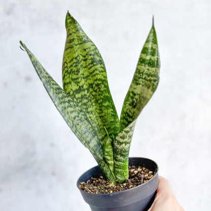  Sansevieria Trifasciata ‘Black Coral Snake Plant' - Various Sizes