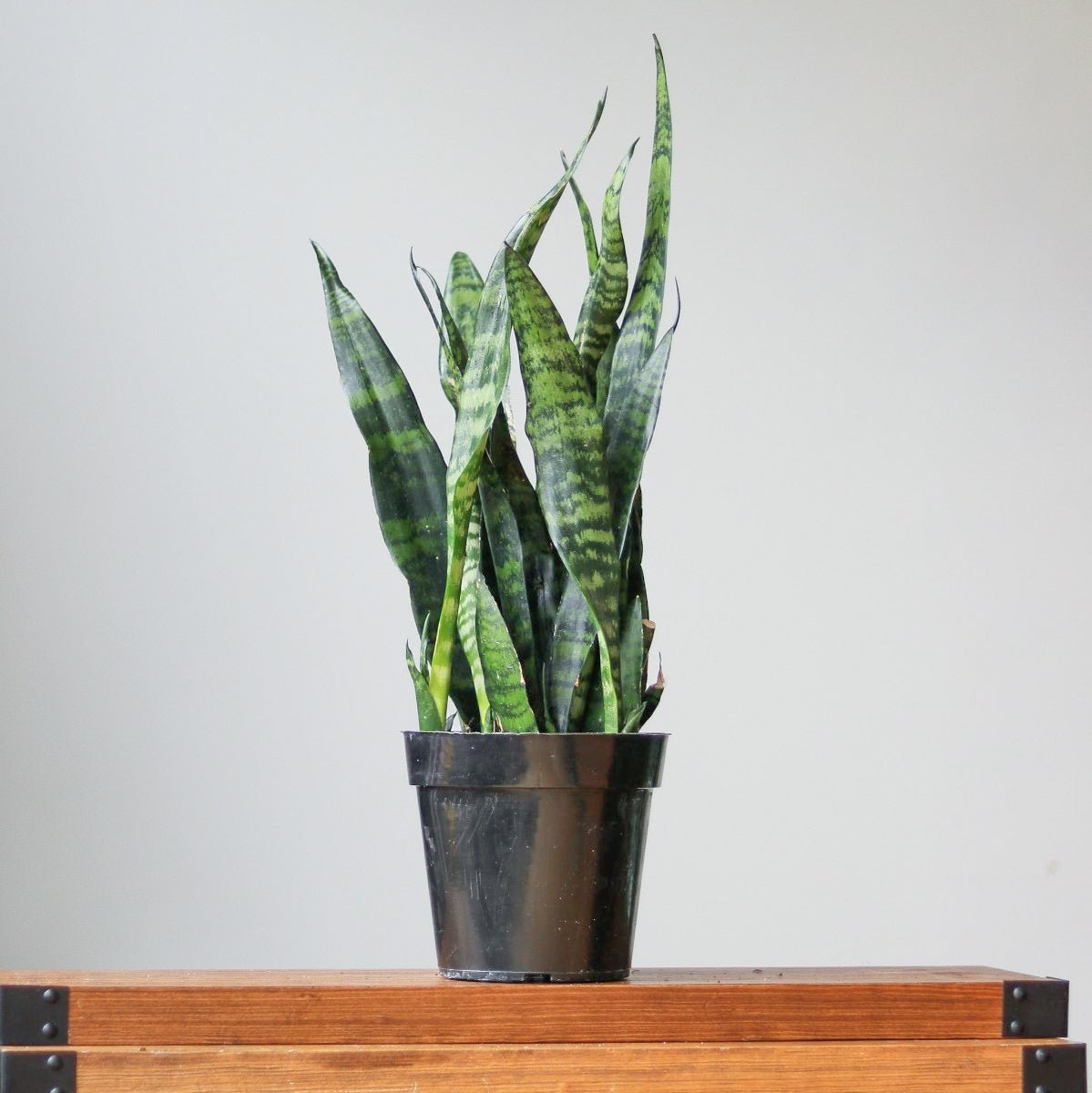  Sansevieria Trifasciata ‘Black Coral Snake Plant' - Various Sizes