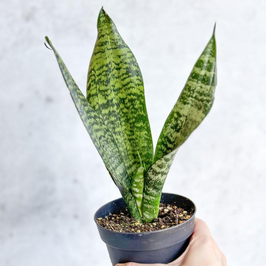  Sansevieria Trifasciata ‘Black Coral Snake Plant' - Various Sizes