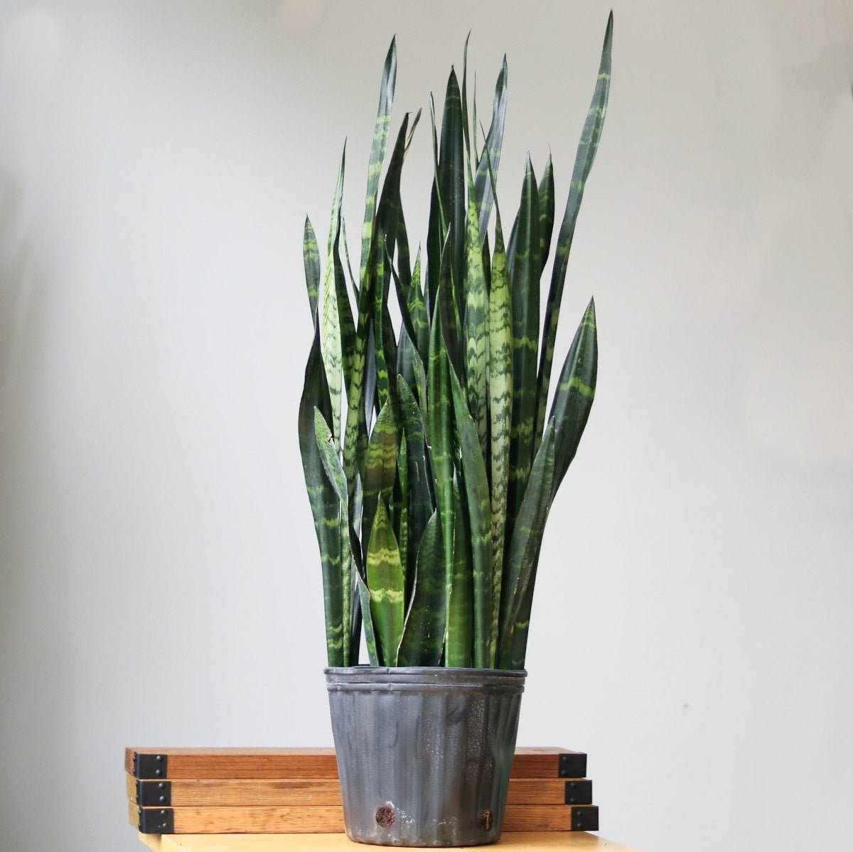  Sansevieria Trifasciata ‘Black Coral Snake Plant' - Various Sizes