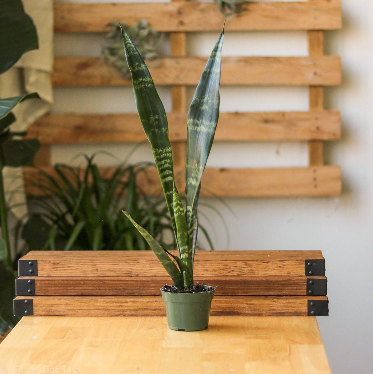  Sansevieria Trifasciata ‘Black Coral Snake Plant' - Various Sizes