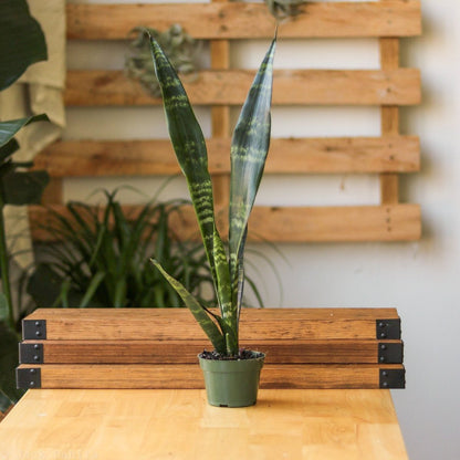  Sansevieria Trifasciata ‘Black Coral Snake Plant' - Various Sizes
