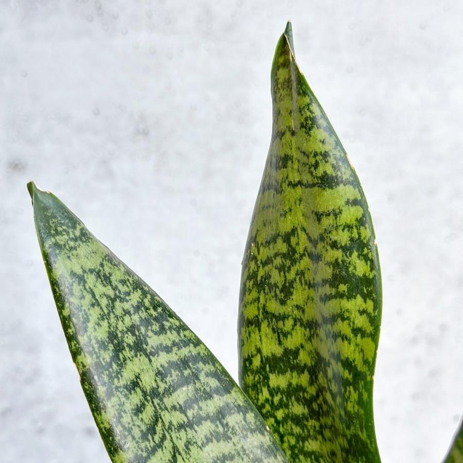  Sansevieria Trifasciata ‘Black Coral Snake Plant' - Various Sizes