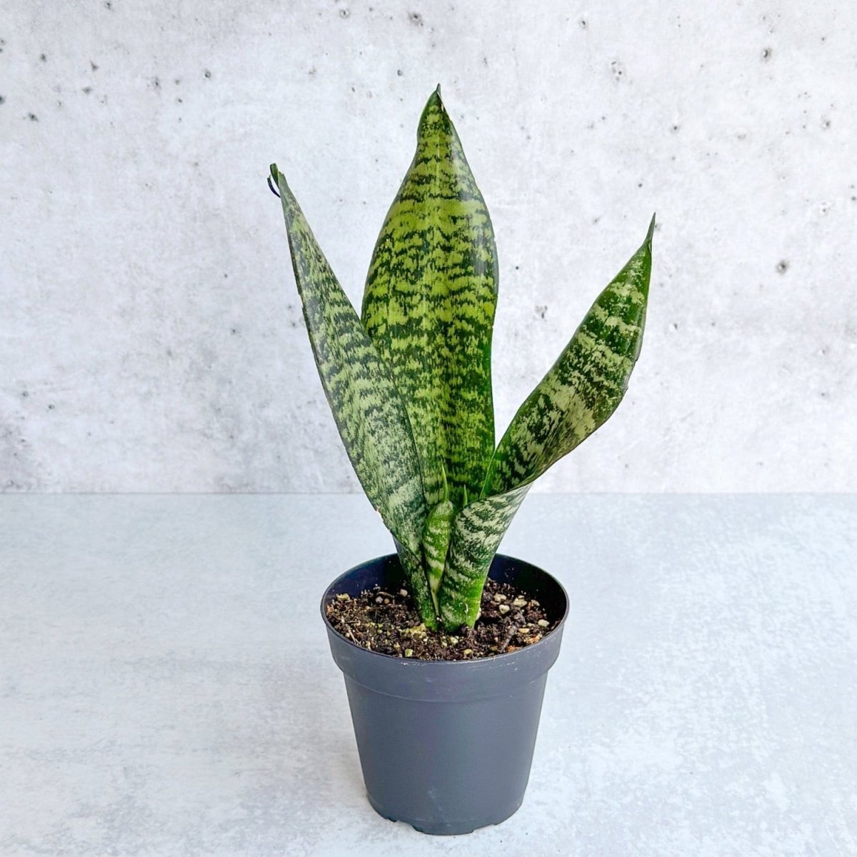 Sansevieria Trifasciata ‘Black Coral Snake Plant' - Various Sizes